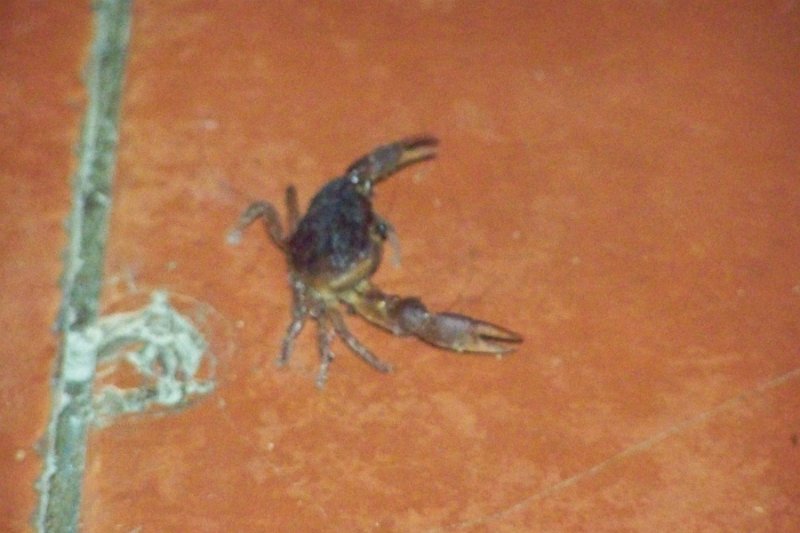 100_3497.JPG - Crab that just waking out from under chair into middle of floor.